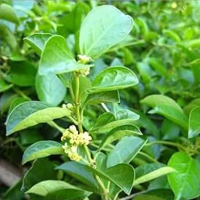 Chromium Picolinate ingredient used in Gluconara