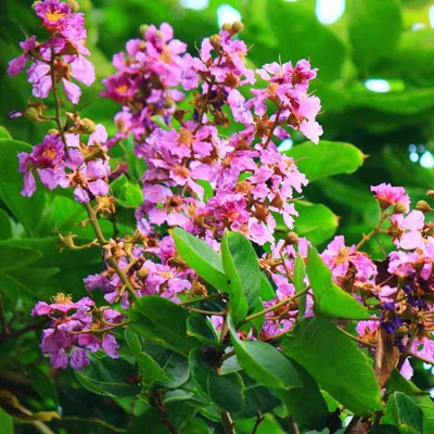 Vanadium ingredient used in Gluconara